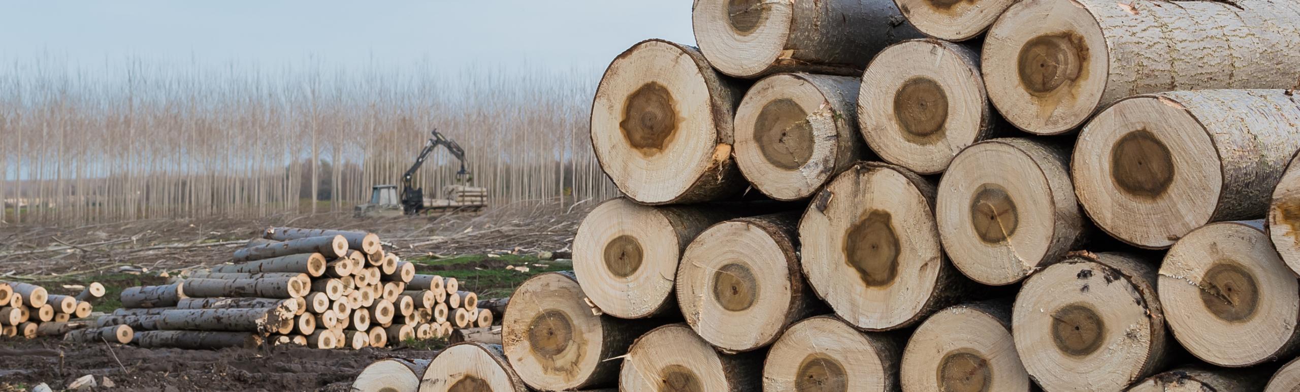 Stacked wood